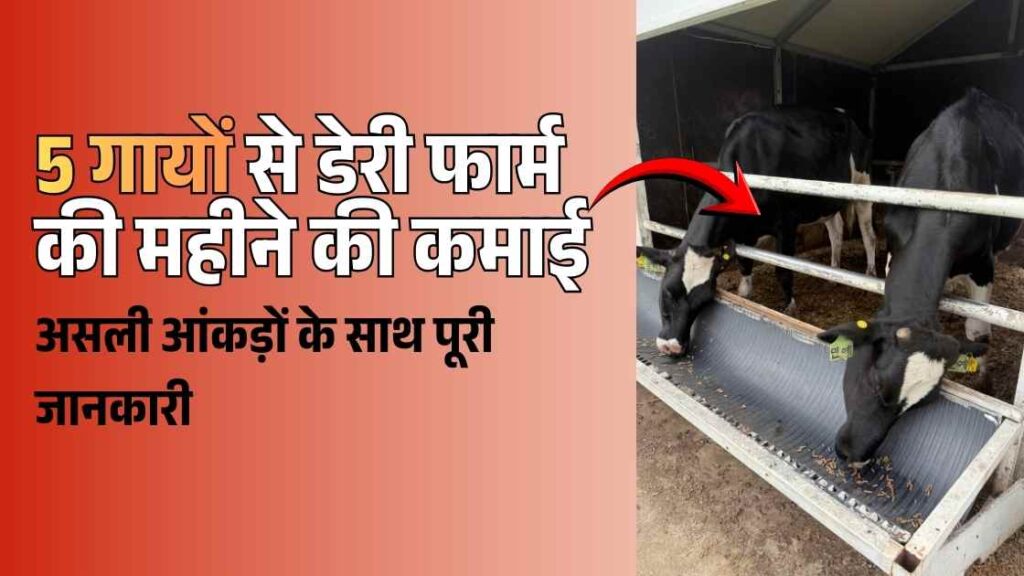 5 cow dairy farm income per month